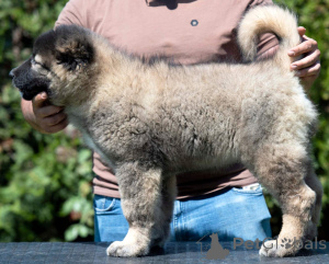 Photo №3. Caucasian Shepherd beautiful puppies. Bosnia and Herzegovina