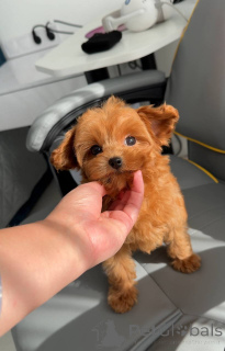 Photo №2 to announcement № 163962 for the sale of maltese dog - buy in Netherlands breeder