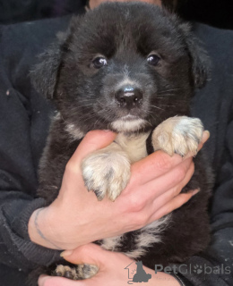Photo №4. I will sell non-pedigree dogs in the city of Darmstadt. breeder - price - 376$
