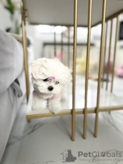 Photo №4. I will sell maltese dog, maltipu in the city of Atlanta. private announcement - price - 400$