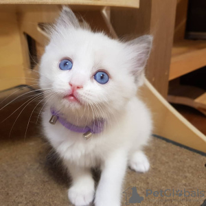 Photo №1. ragdoll - for sale in the city of Aalst | Is free | Announcement № 128944