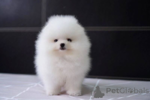 Photo №1. pomeranian - for sale in the city of Barcelona | 494$ | Announcement № 141023