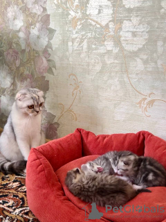 Photo №3. We open booking of Scottish kittens, WCF pedigree. Belarus