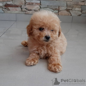 Photo №1. poodle (toy) - for sale in the city of Paris | 182$ | Announcement № 8861