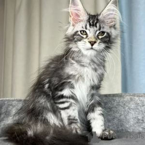 Photo №1. maine coon - for sale in the city of Amstetten | 361$ | Announcement № 177740