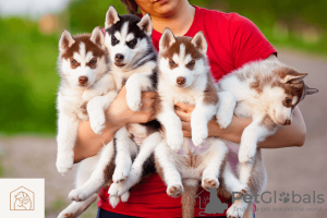 Photo №1. siberian husky - for sale in the city of Birmingham | 1902$ | Announcement № 125933