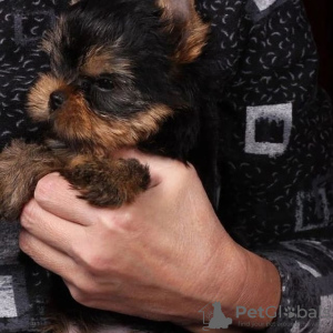 Photo №2 to announcement № 119344 for the sale of yorkshire terrier - buy in Germany private announcement