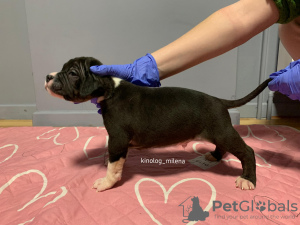 Photo №1. american bully - for sale in the city of Панчево | 2447$ | Announcement № 129185