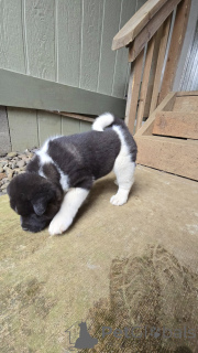 Photo №1. akita - for sale in the city of Texas City | 850$ | Announcement № 138788
