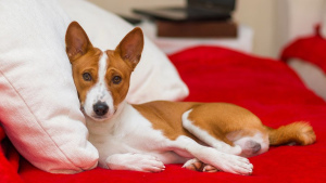 Photo №1. basenji - for sale in the city of Grodno | Negotiated | Announcement № 812