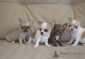 Photo №1. chihuahua - for sale in the city of Chicago | 350$ | Announcement № 115400