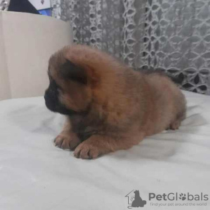 Photo №2 to announcement № 91218 for the sale of chow chow - buy in Serbia 