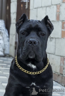 Photo №2 to announcement № 10600 for the sale of cane corso - buy in Russian Federation from nursery