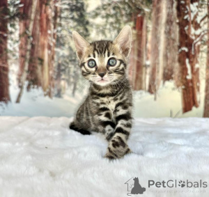 Photo №1. bengal cat - for sale in the city of Estringen | 361$ | Announcement № 173625
