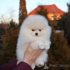 Photo №2 to announcement № 135421 for the sale of pomeranian - buy in Germany private announcement