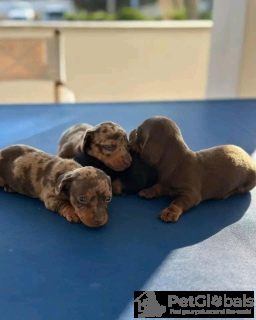 Photo №2 to announcement № 134340 for the sale of dachshund - buy in Italy 