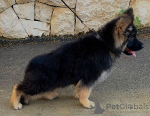 Photo №1. german shepherd - for sale in the city of Valmiera | negotiated | Announcement № 50198