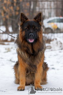 Photo №2 to announcement № 126844 for the sale of german shepherd - buy in Russian Federation breeder