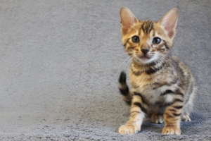 Photo №1. bengal cat - for sale in the city of Warsaw | 1240$ | Announcement № 343