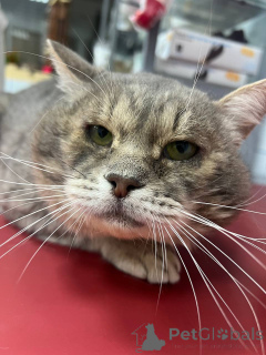 Photo №2 to announcement № 162987 for the sale of  - buy in Russian Federation private announcement