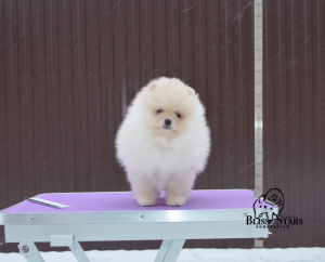 Photo №1. pomeranian - for sale in the city of Tobolsk | 1563$ | Announcement № 3920