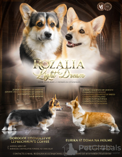 Photo №1. welsh corgi - for sale in the city of Dnipro | 1902$ | Announcement № 55622