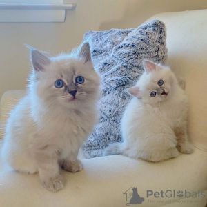 Photo №1. siberian cat - for sale in the city of Bromarf | 402$ | Announcement № 84211