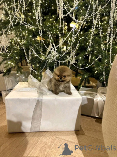 Photo №2 to announcement № 160554 for the sale of pomeranian - buy in Spain breeder