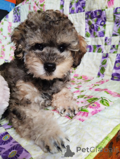 Photo №3. Porodic puel puppies are sold - smart, playful and affectionate!. Moldova