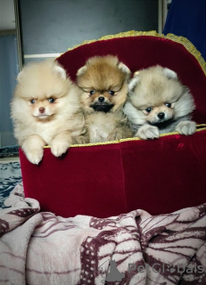 Photo №1. pomeranian - for sale in the city of Minsk | 250$ | Announcement № 92850