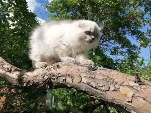 Photo №4. I will sell scottish fold in the city of Chelyabinsk. private announcement - price - 278$