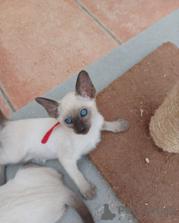 Photo №3. Purebred Siamese Cats Intelligent & Affectionate Companions. Germany