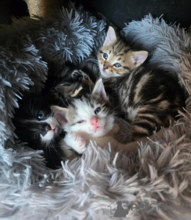 Photo №1. norwegian forest cat - for sale in the city of Kostrzyn Nad Odrą | 361$ | Announcement № 178687