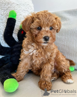 Photo №4. I will sell poodle (toy) in the city of Farmsum. breeder - price - Is free