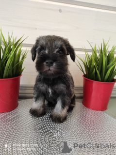 Photo №1. schnauzer - for sale in the city of Москва | negotiated | Announcement № 10425