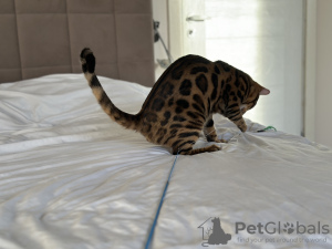 Additional photos: Gorgeous Bengal boy for breeding