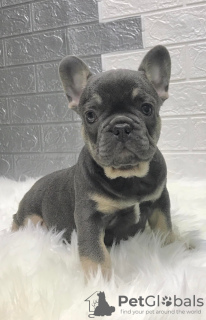 Photo №4. I will sell french bulldog in the city of Москва. from nursery - price - negotiated