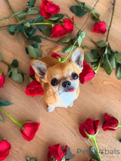 Photo №1. chihuahua - for sale in the city of ALAVUS | 619$ | Announcement № 169359