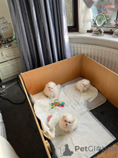 Photo №4. I will sell pomeranian in the city of Differdange.  - price - negotiated