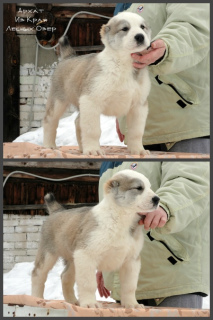 Photo №1. central asian shepherd dog - for sale in the city of Nizhny Novgorod | Negotiated | Announcement № 1448