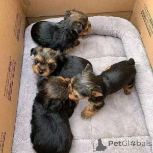 Photo №4. I will sell poodle (royal), poodle (toy) in the city of Columbus. breeder - price - 250$