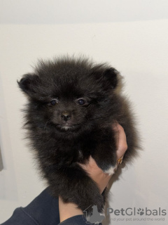Photo №1. pomeranian - for sale in the city of Stony Brook | 400$ | Announcement № 103345