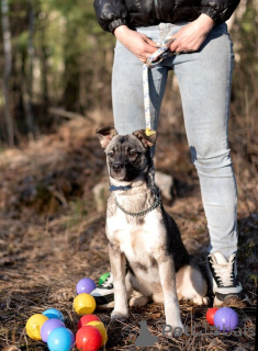 Photo №2 to announcement № 138985 for the sale of non-pedigree dogs - buy in Russian Federation 