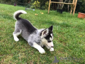 Photo №2 to announcement № 78861 for the sale of siberian husky - buy in Bulgaria private announcement