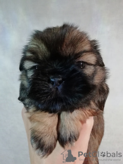 Additional photos: Purebred Shih Tzu puppies