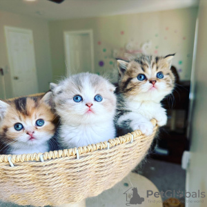 Photo №1. scottish fold - for sale in the city of Berlin | negotiated | Announcement № 68901