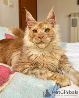 Photo №3. Maine coon. United States