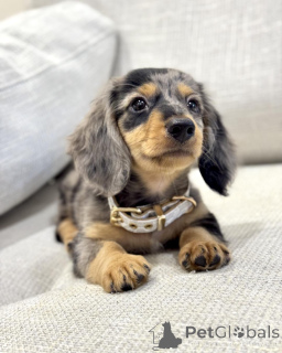 Photo №3. Healthy, Playful Mini Dachshunds Looking for Forever Families. Netherlands