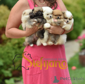 Photo №2 to announcement № 149183 for the sale of pomeranian - buy in Serbia breeder