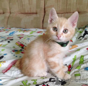 Photo №1. japanese bobtail - for sale in the city of Lindenfels | 361$ | Announcement № 177635